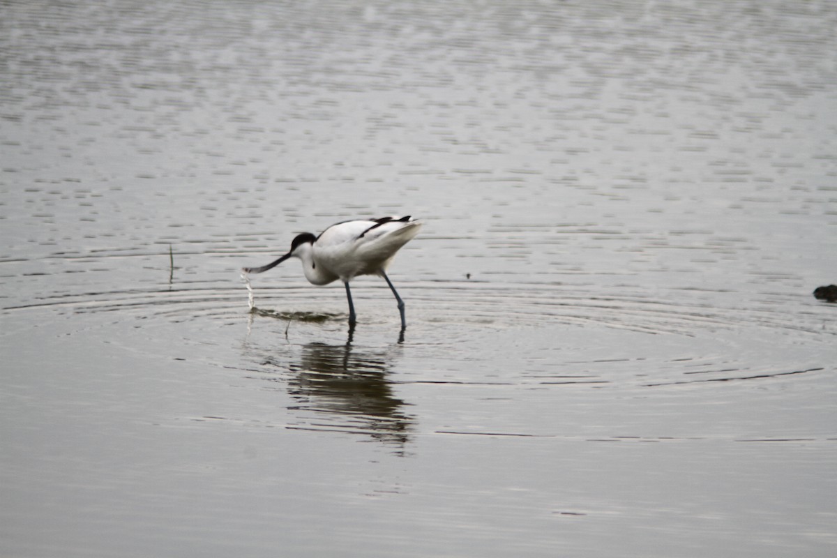 Pied Avocet - ML136230161