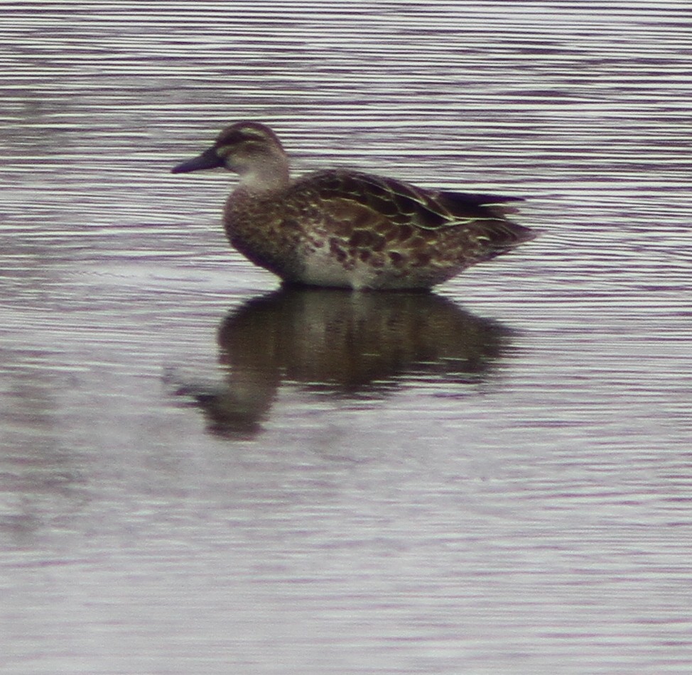 Garganey - Chengheng Hu