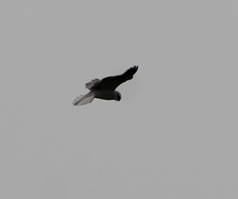 Black-winged Kite - ML136230591