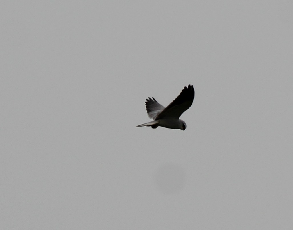 Black-winged Kite - ML136230611