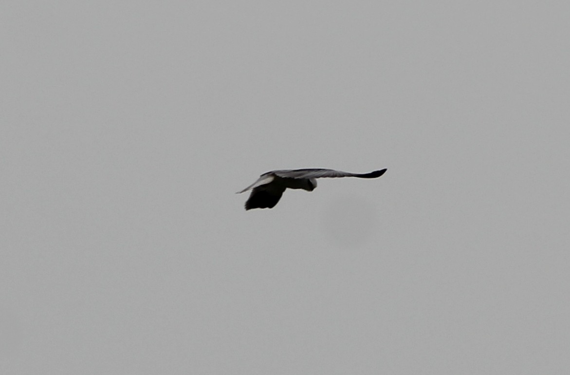 Black-winged Kite - ML136230621