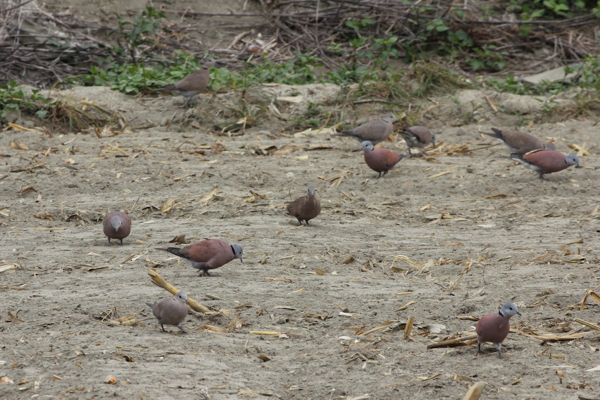 Red Collared-Dove - ML136230701