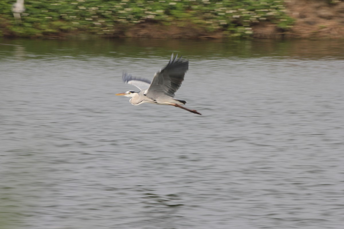 Gray Heron - ML136230791