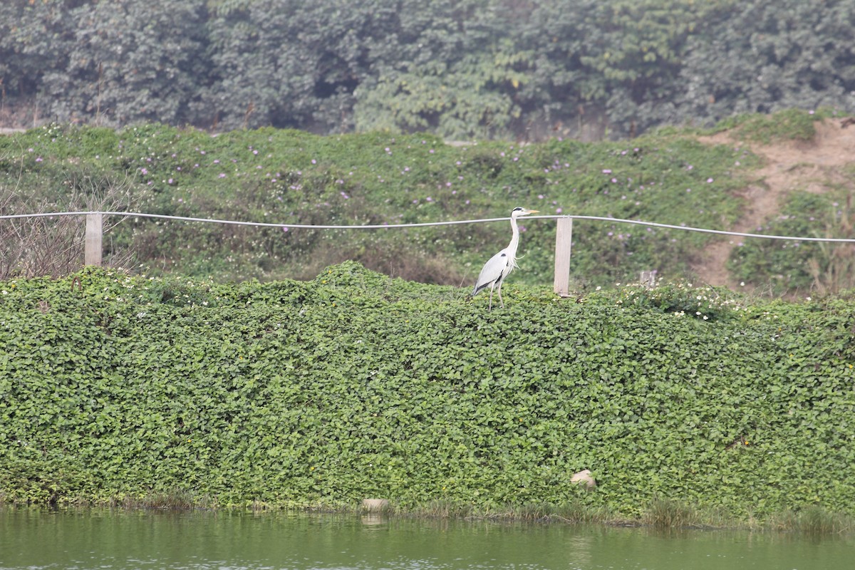 Gray Heron - Chengheng Hu