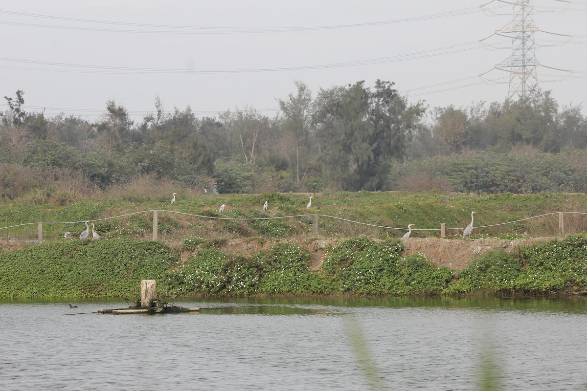 Gray Heron - Chengheng Hu