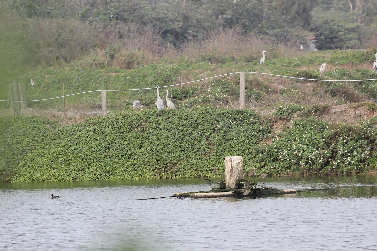 Gray Heron - Chengheng Hu