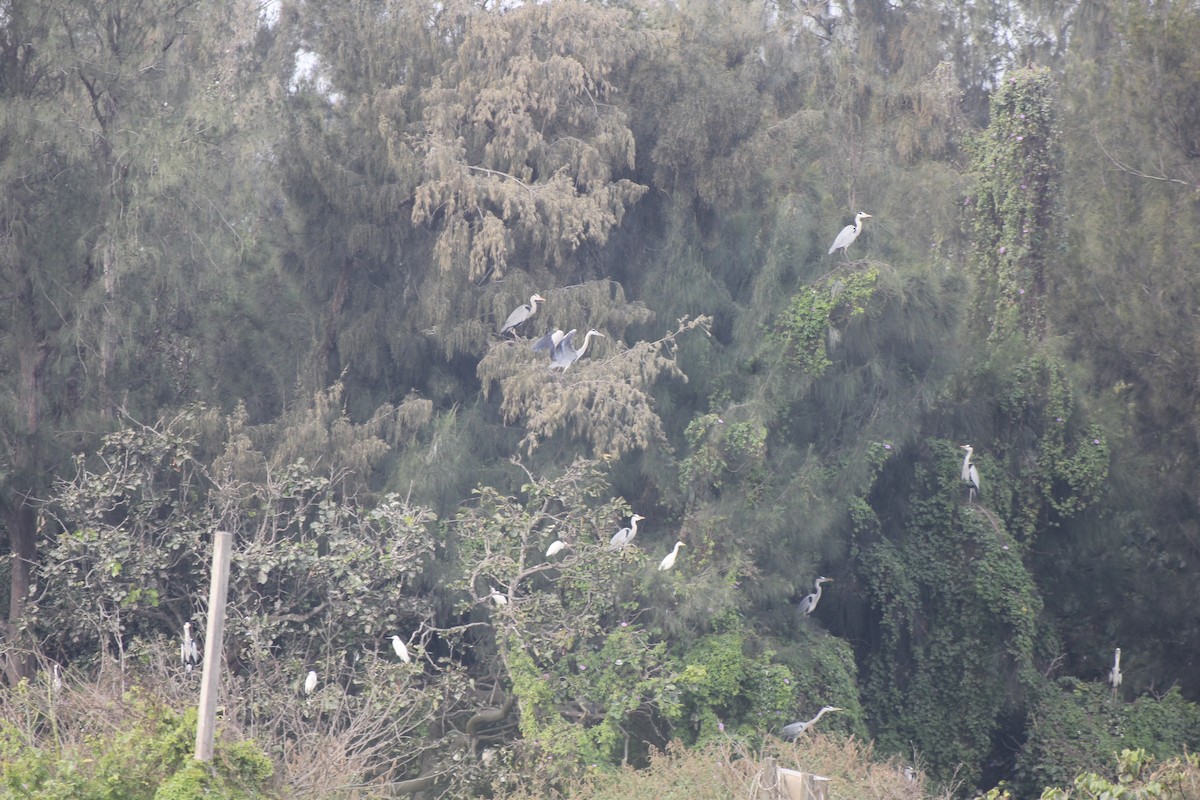 Gray Heron - Chengheng Hu