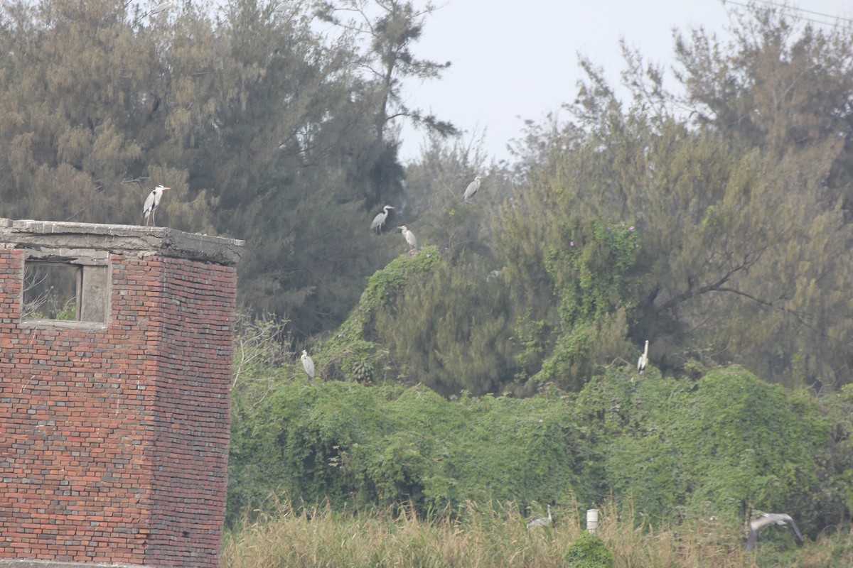 Gray Heron - Chengheng Hu