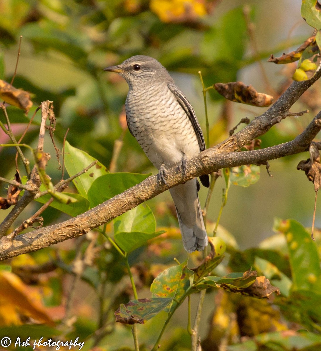 Black-headed Cuckooshrike - ML136237071