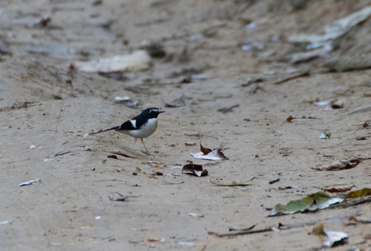 Black-backed Forktail - ML136237501