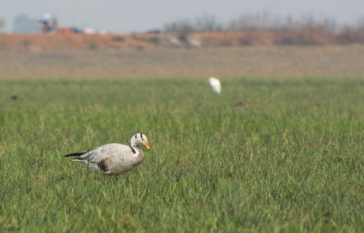 Bar-headed Goose - ML136237751