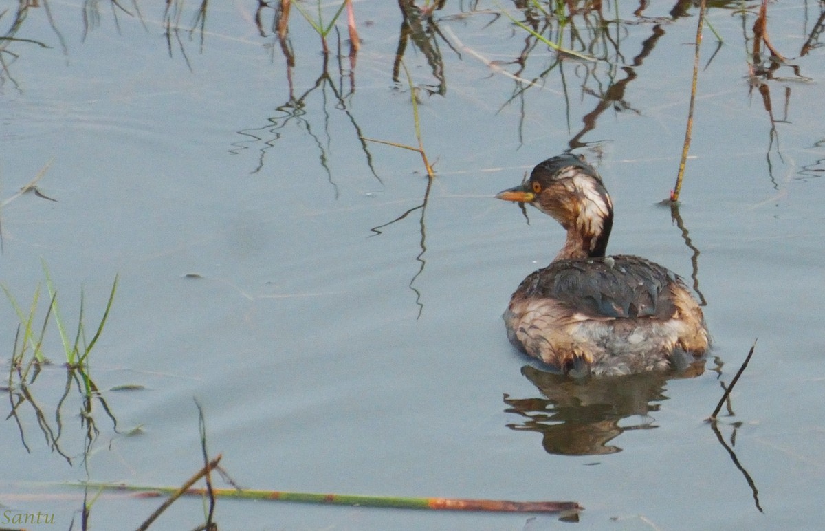 Little Grebe - samarendra Chowdhury