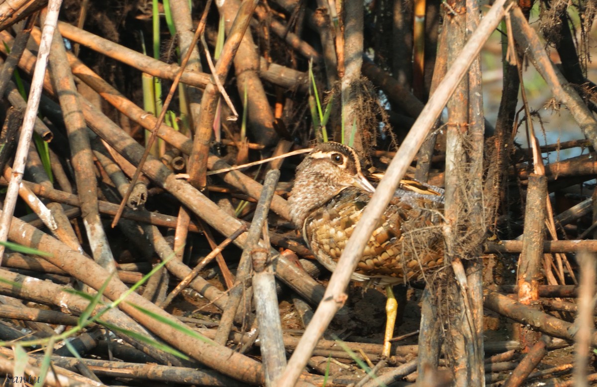 Greater Painted-Snipe - ML136239031