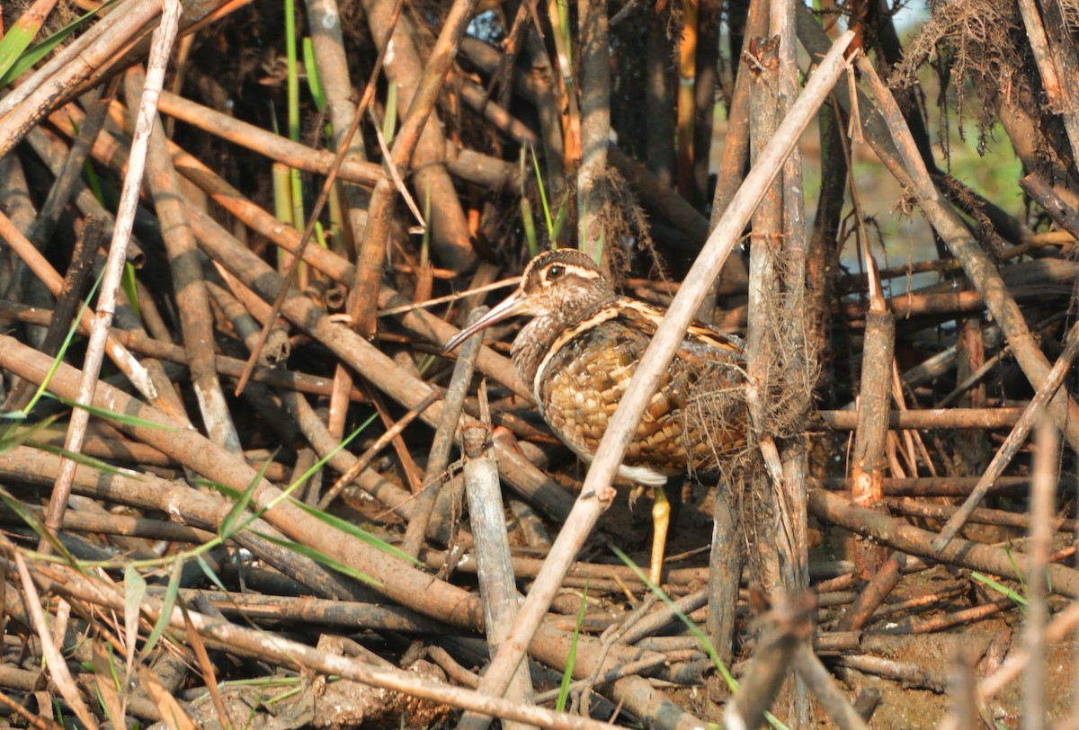 Greater Painted-Snipe - ML136239141