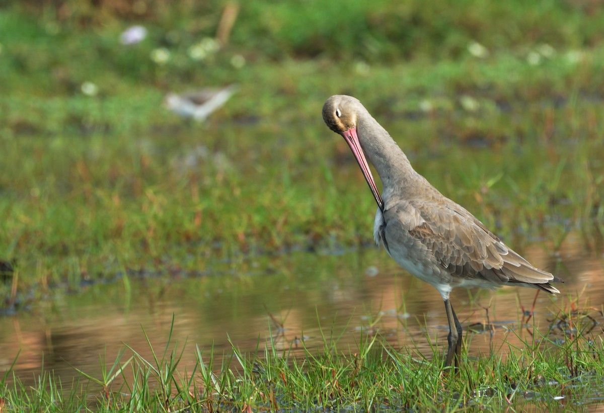 Black-tailed Godwit - samarendra Chowdhury
