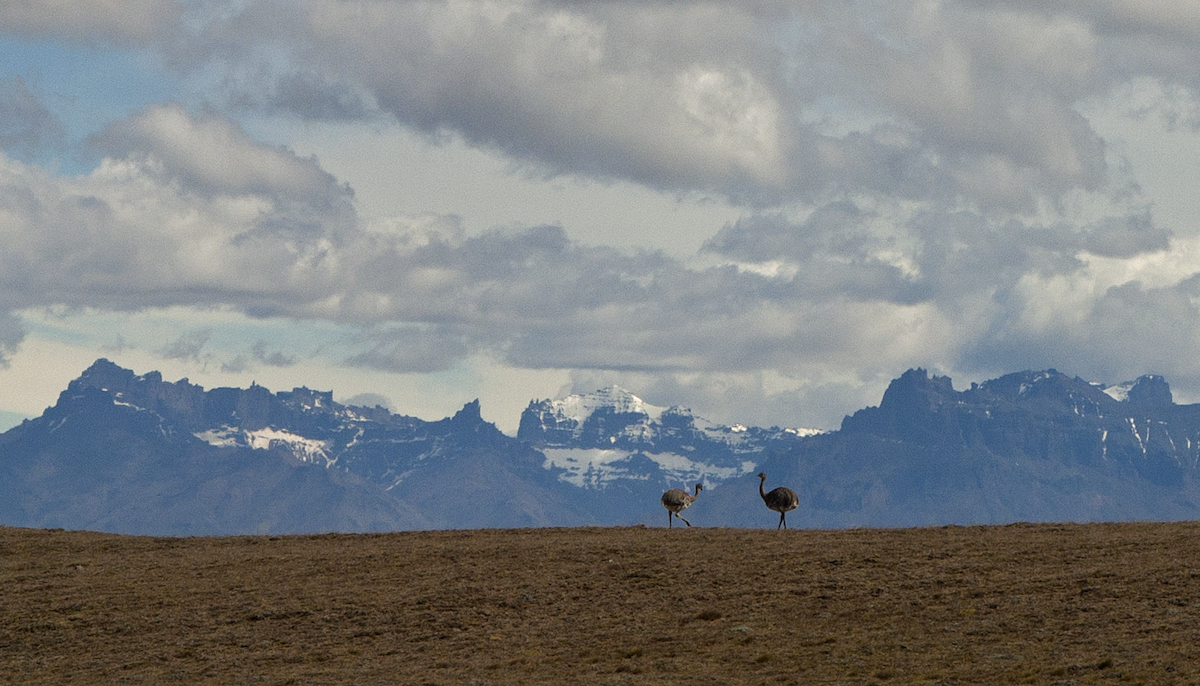 fjellnandu (pennata) - ML136240691