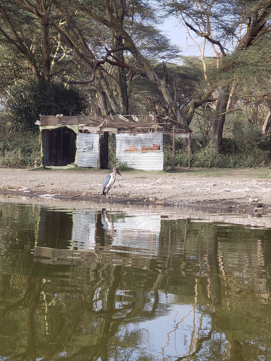 Marabou Stork - Elizabeth Norman