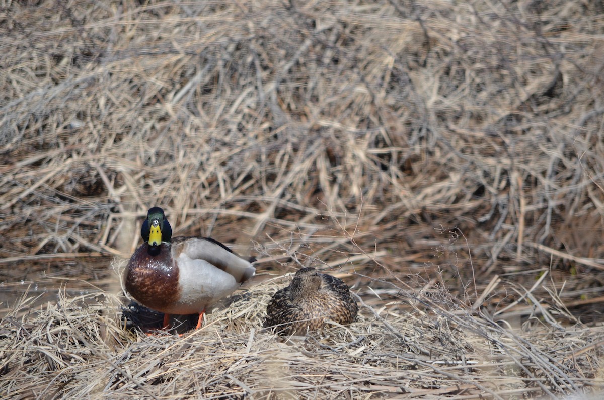 Mallard - ML136243161