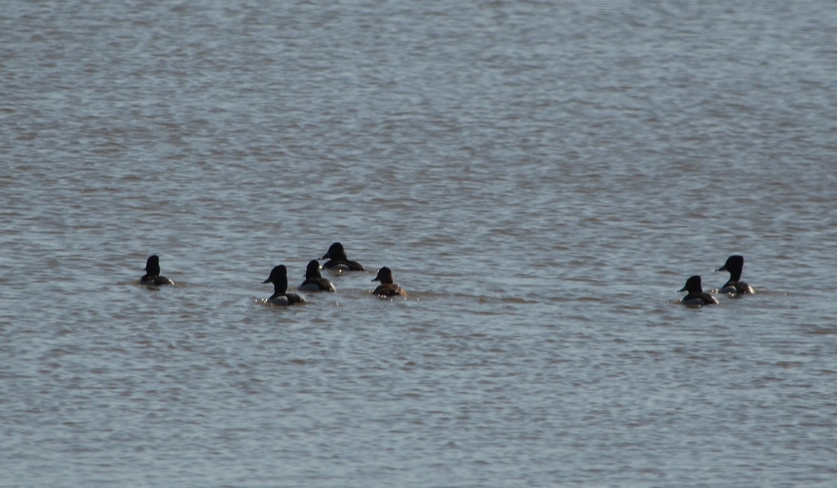 Ring-necked Duck - ML136243181