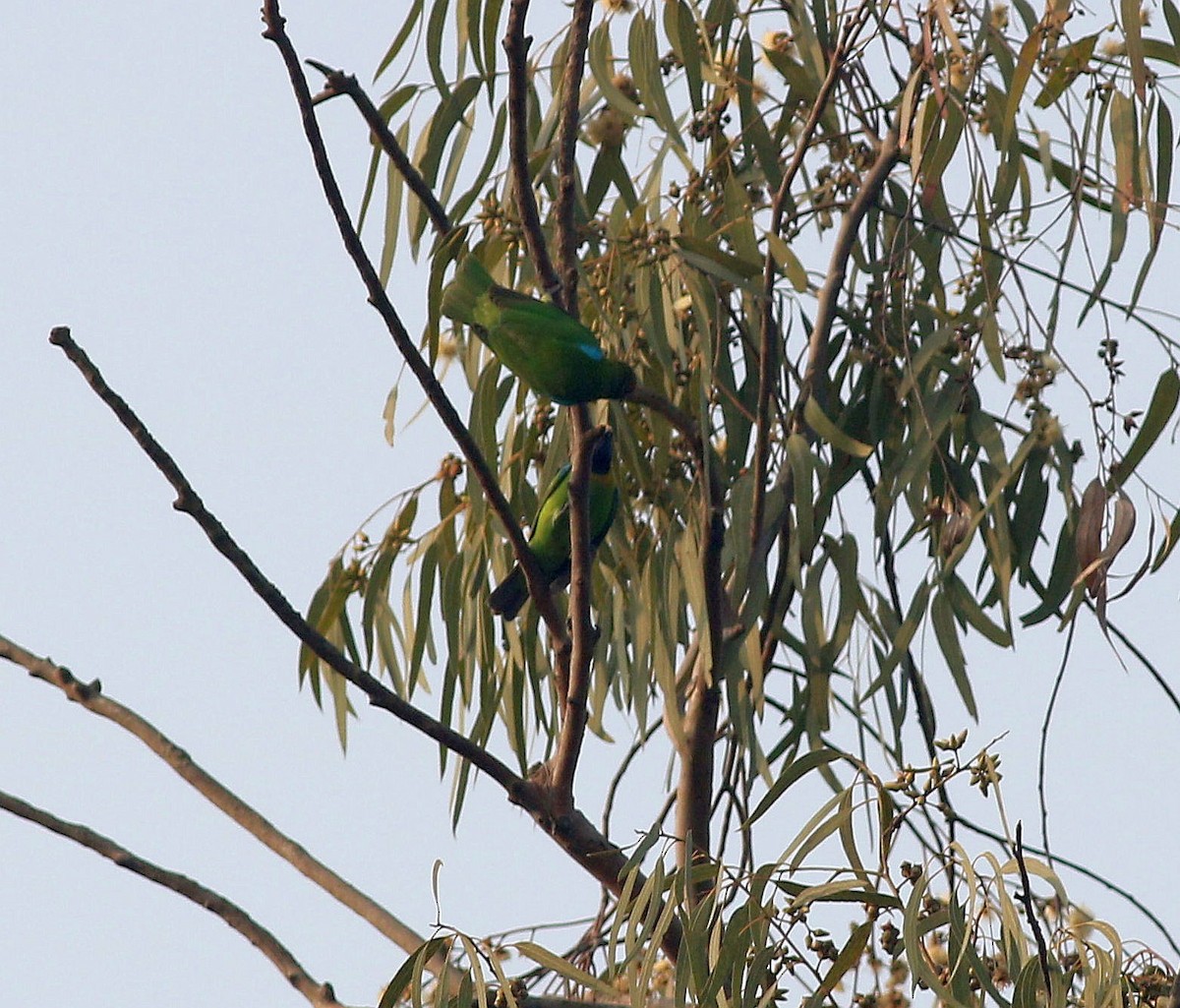 Goldstirn-Blattvogel - ML136243451