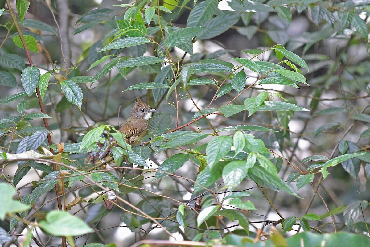 Ochraceous Bulbul - ML136244311