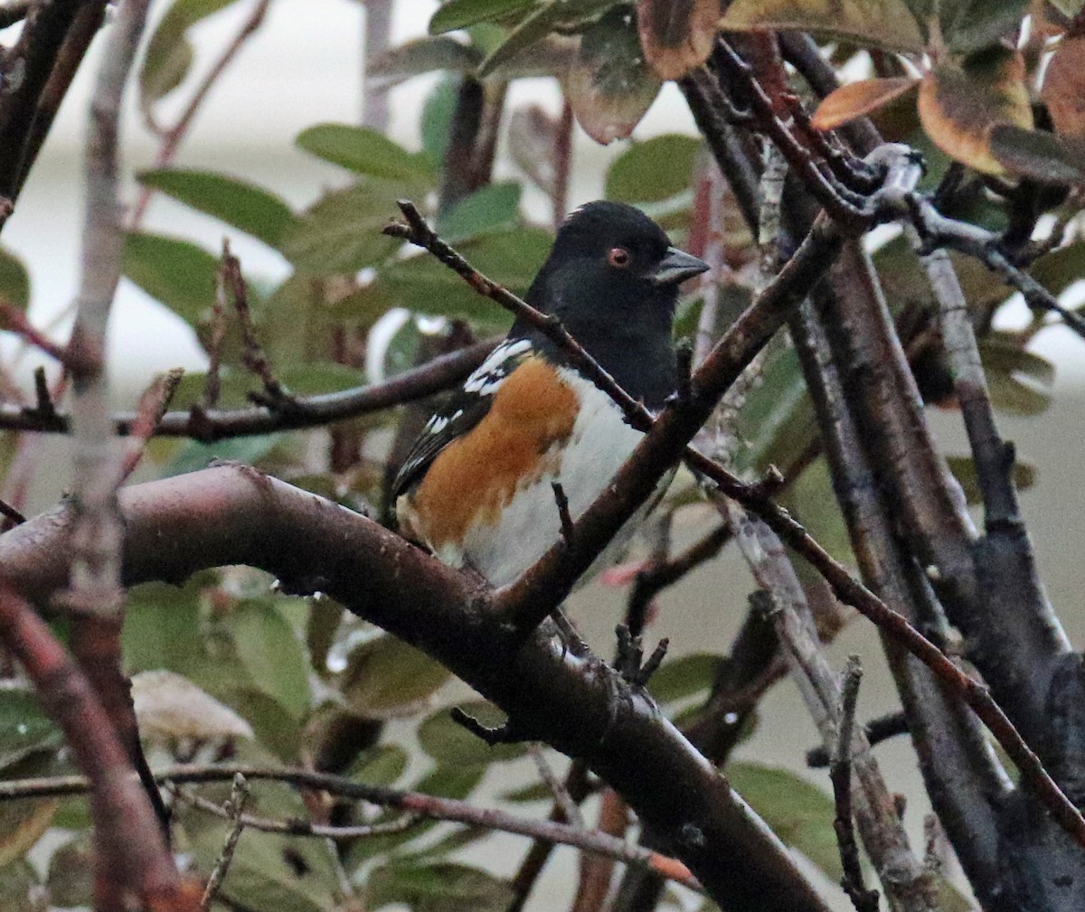 Spotted Towhee - ML136244331