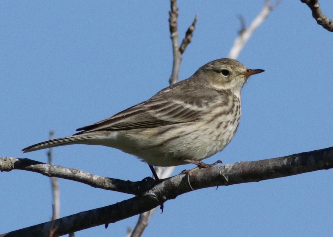 American Pipit - Ann Mallard