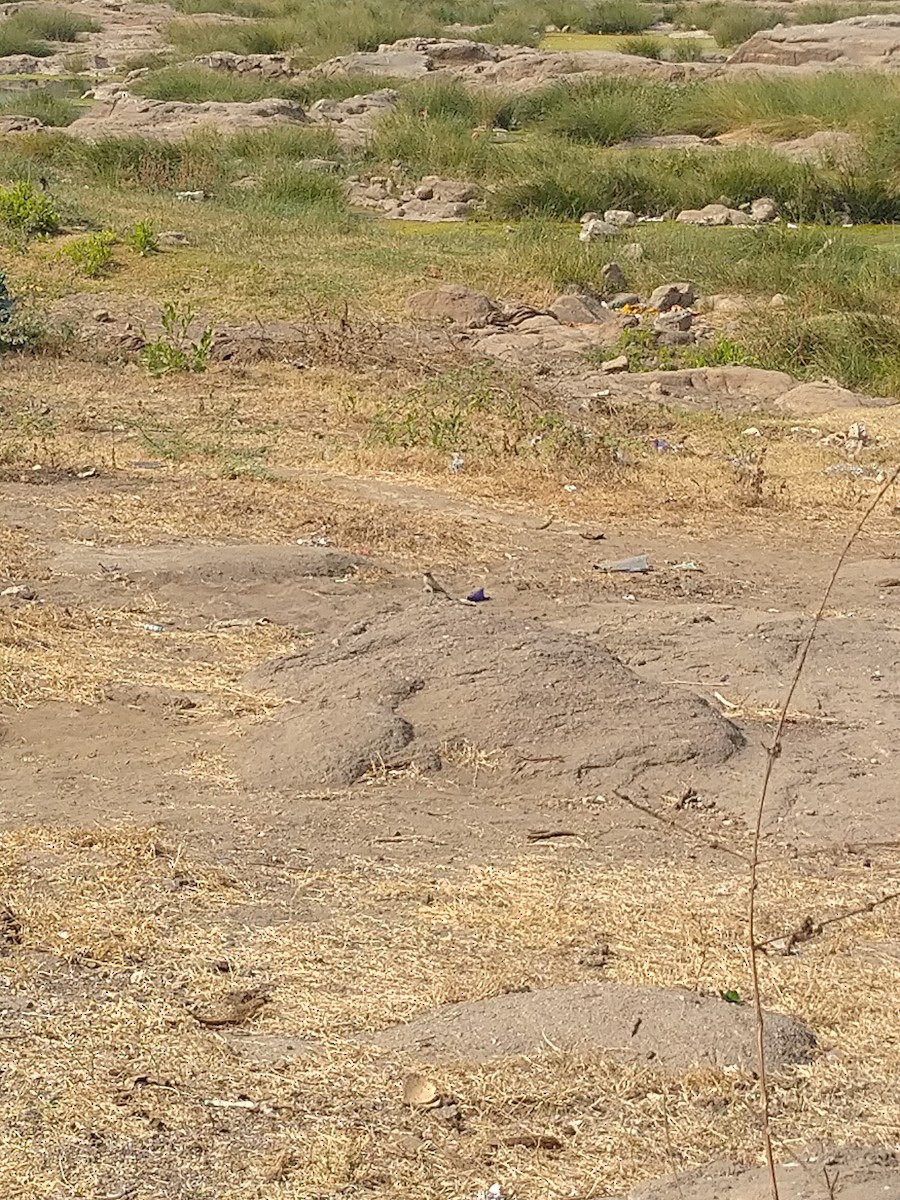 Desert Wheatear - ML136245711