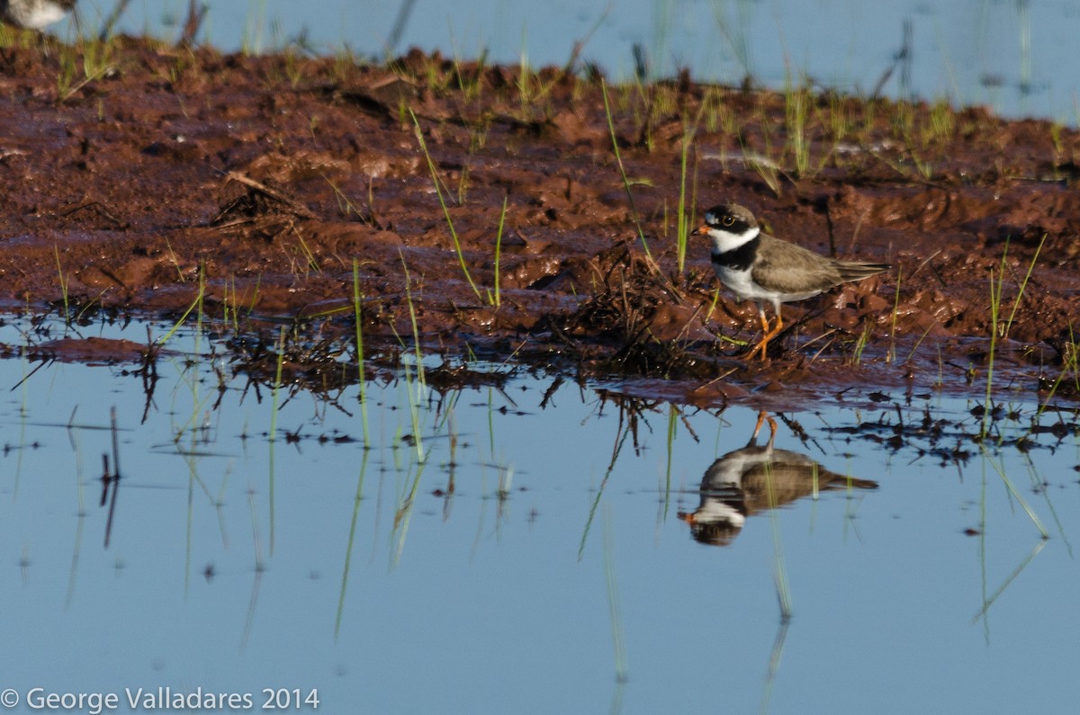 Semipalmated Plover - ML136246961