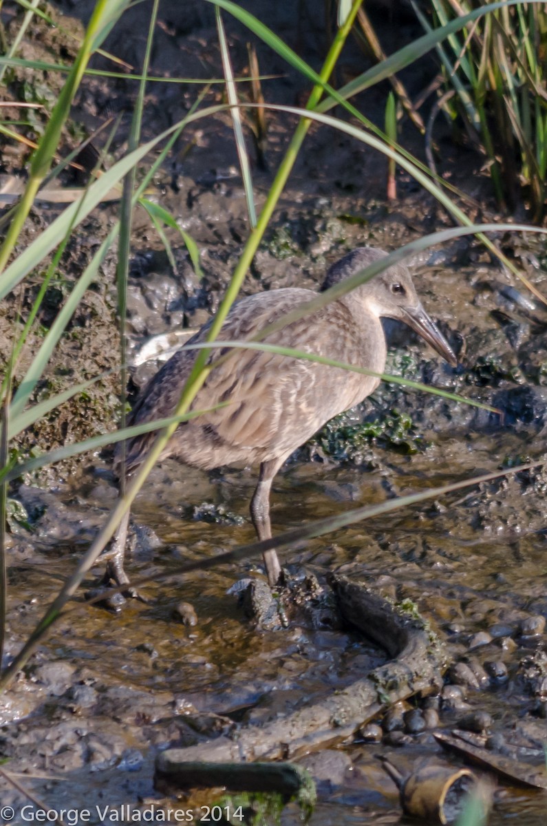 King/Clapper Rail - ML136247041