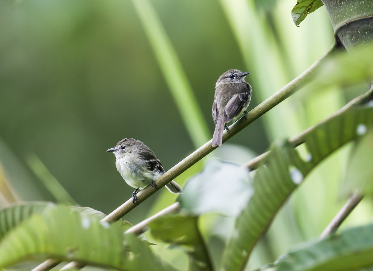 Olive-chested Flycatcher - ML136247211