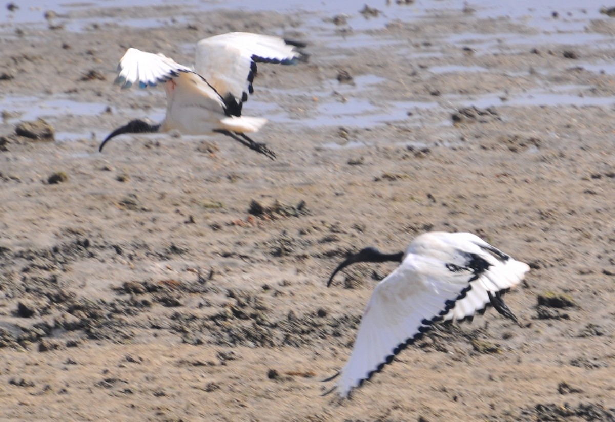 Ibis Sagrado - ML136247501