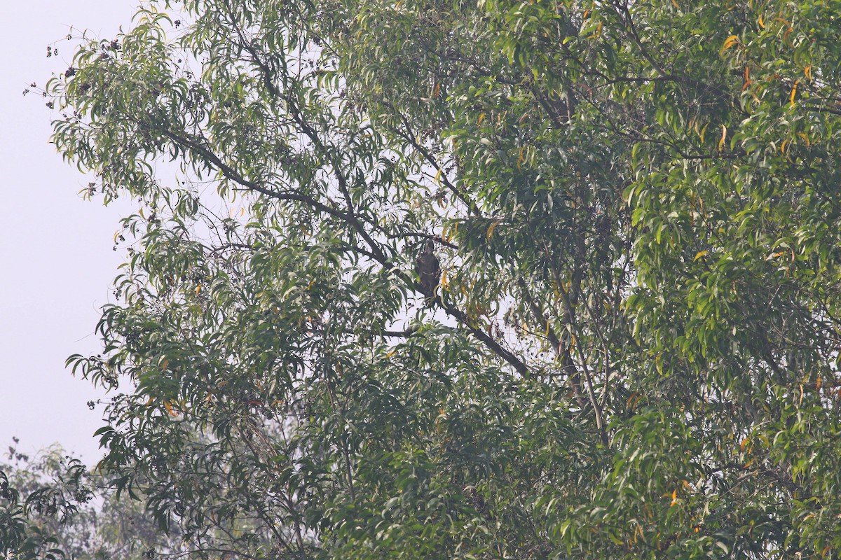 Crested Goshawk - ML136249541