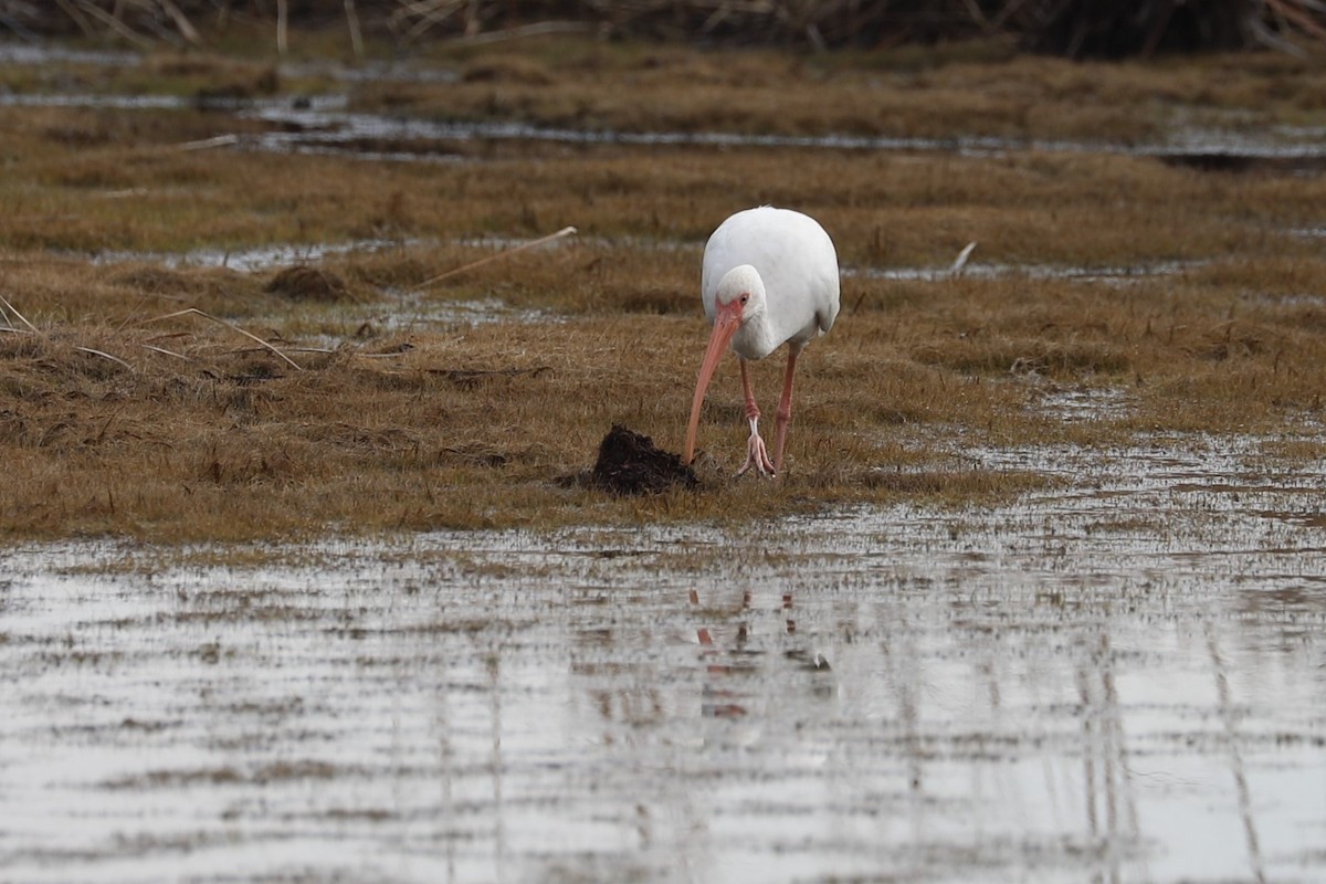 White Ibis - Nick Newberry