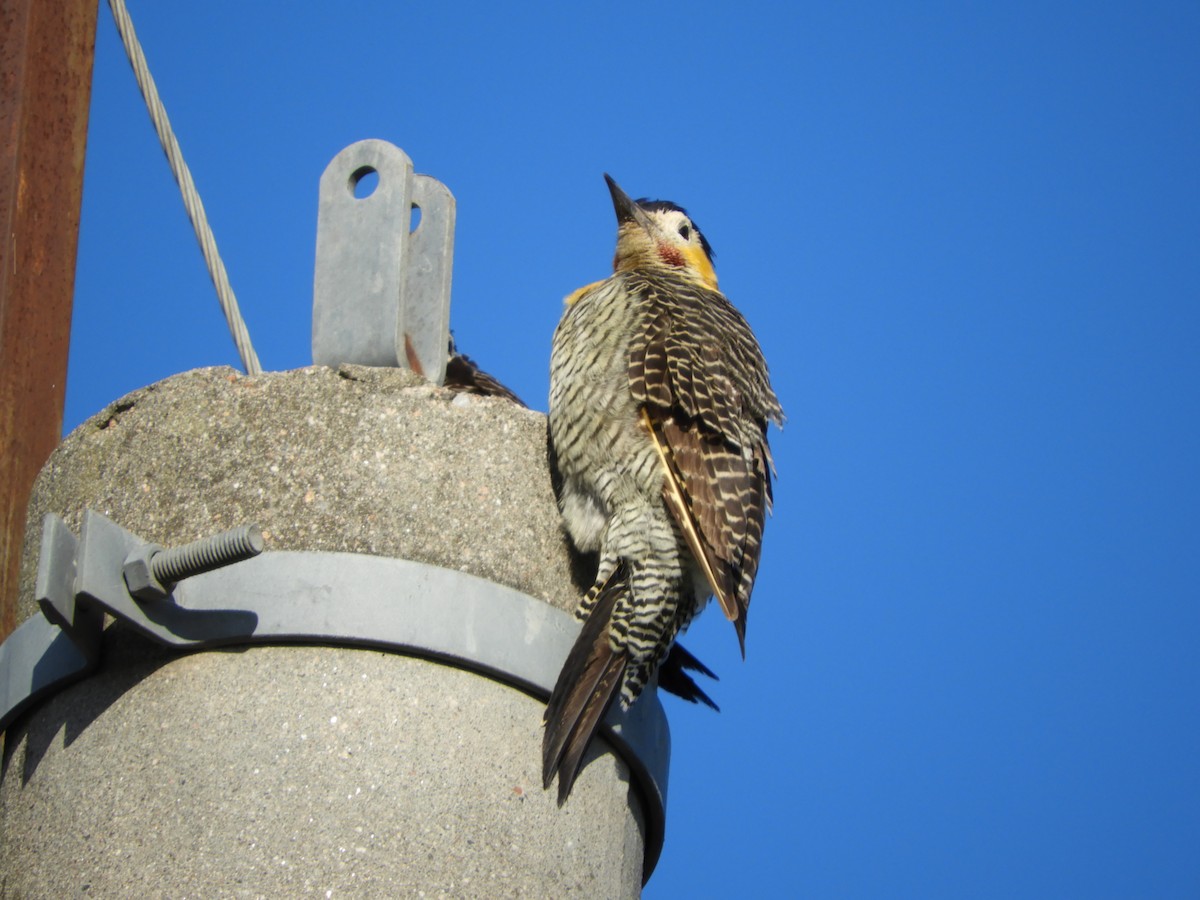 Campo Flicker - ML136253821