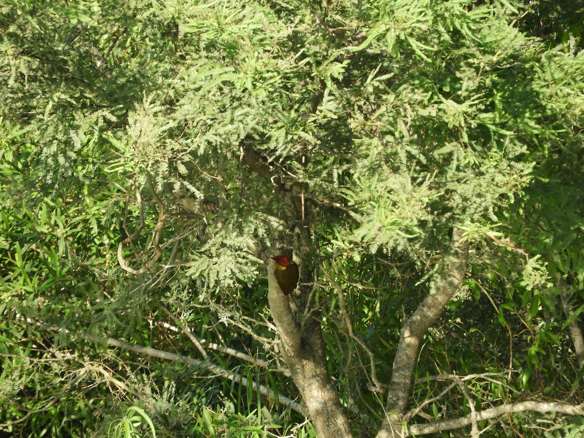 Golden-green Woodpecker - ML136253831