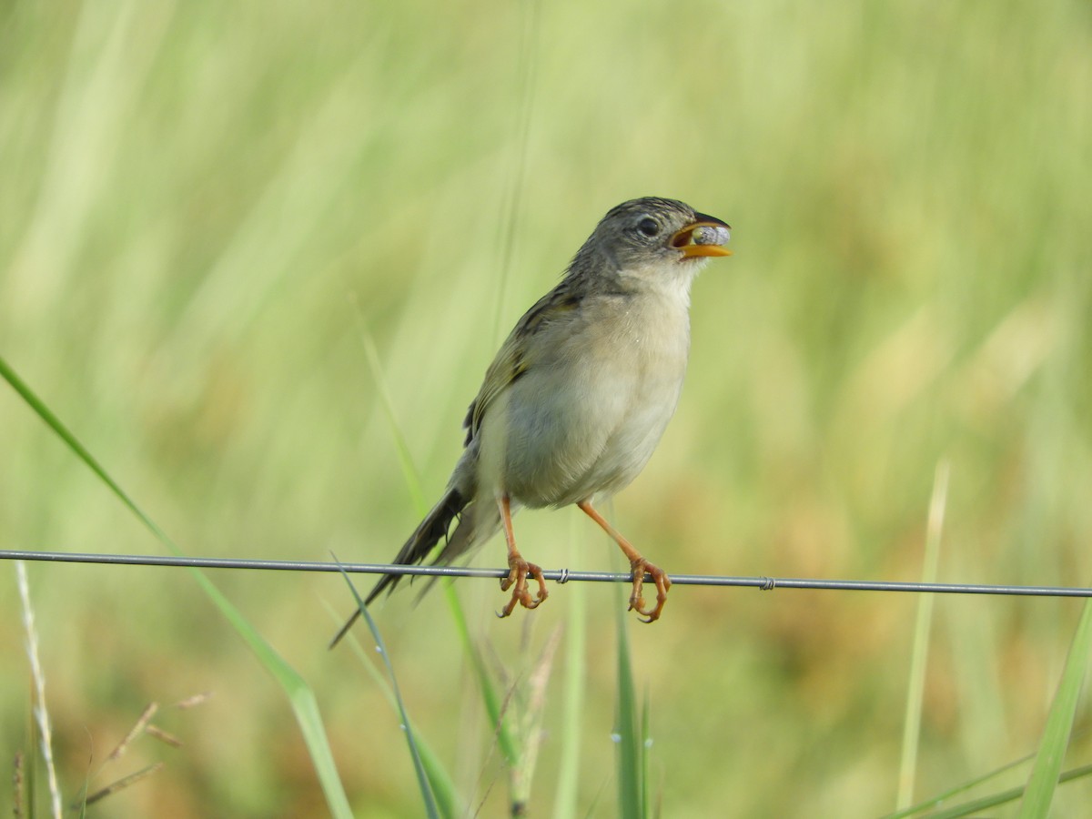 Wedge-tailed Grass-Finch - Silvia Enggist