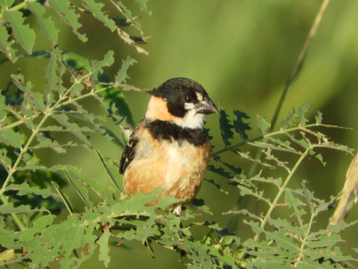 Rusty-collared Seedeater - ML136254031