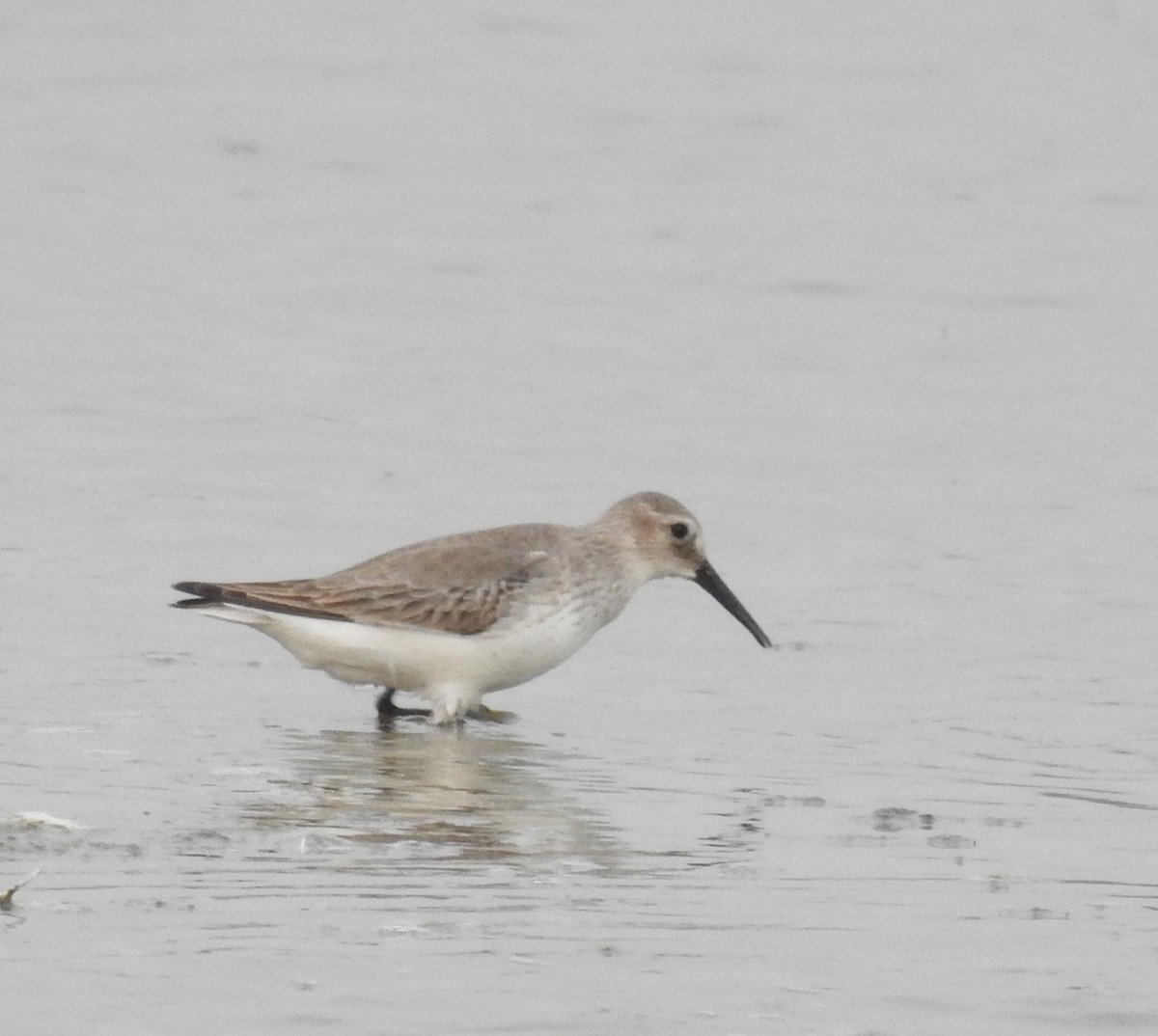 Хадуур элсэг - ML136254091