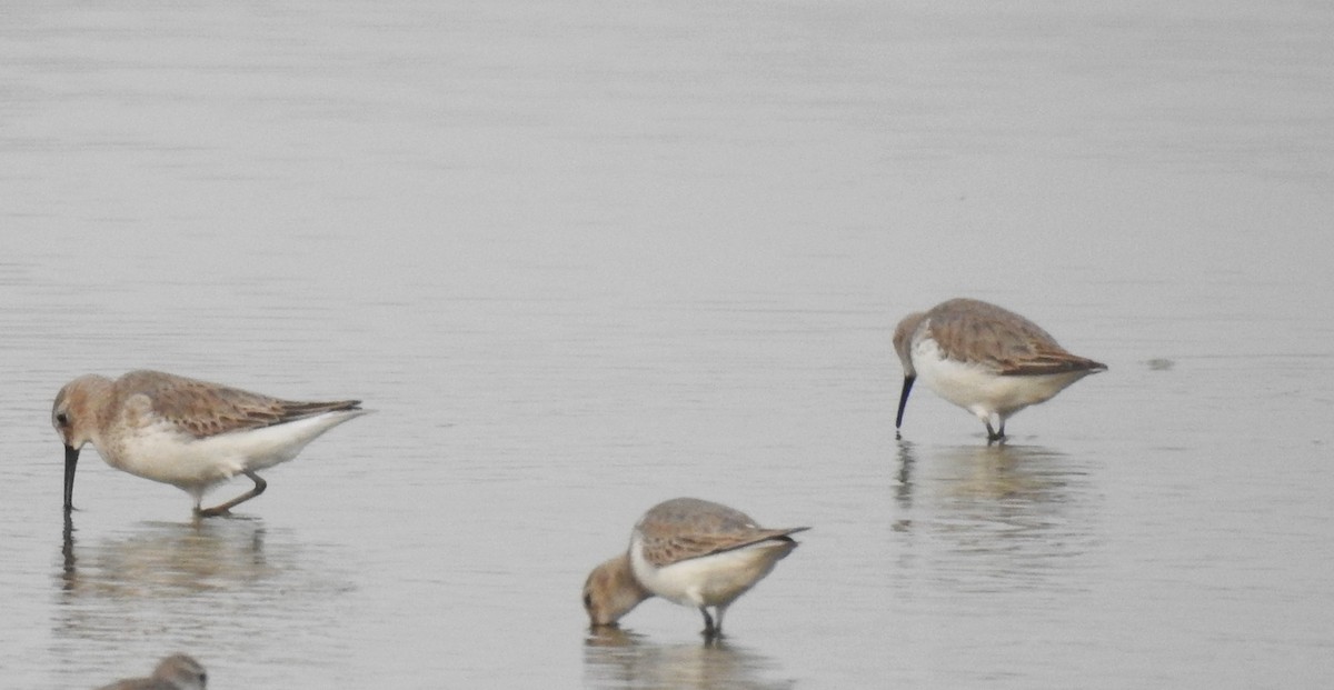 Хадуур элсэг - ML136254141