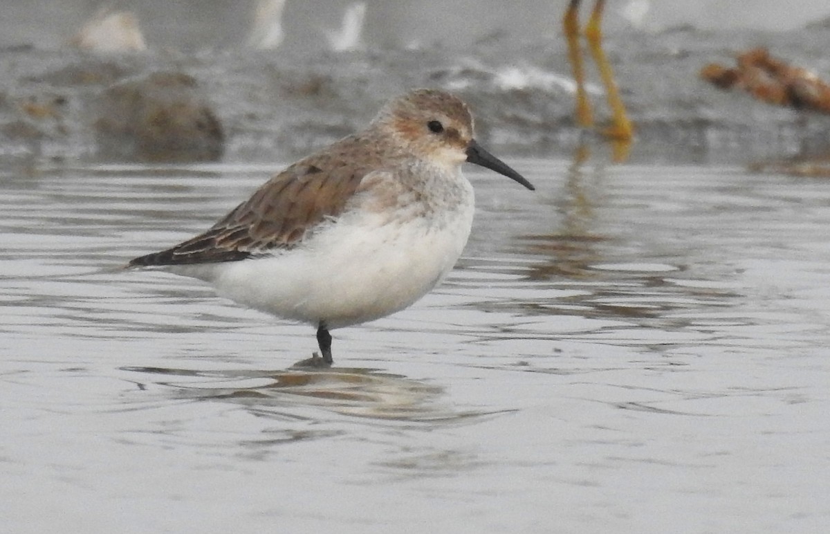 Хар элсэг - ML136254151