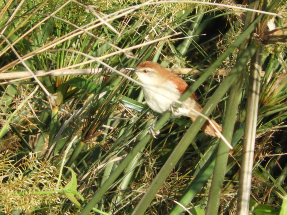 Yellow-chinned Spinetail - ML136254251