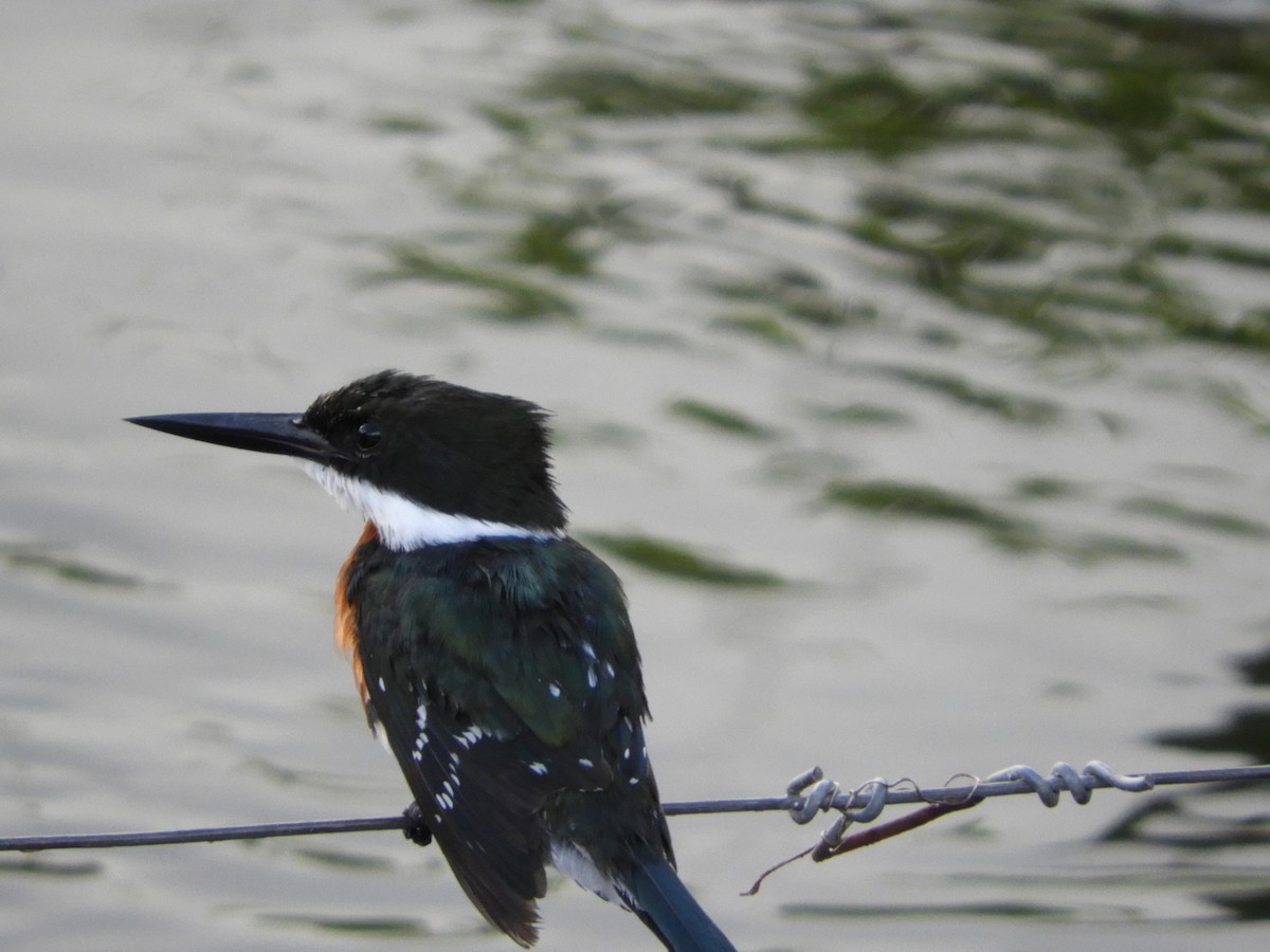 Green Kingfisher - Silvia Enggist