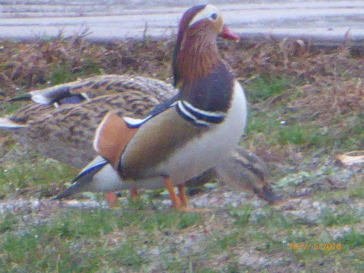 Mandarin Duck - ML136254531