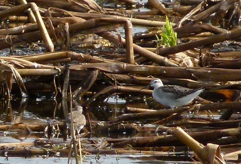 hvithalesvømmesnipe - ML136256641