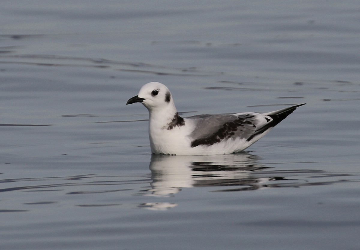 Mouette tridactyle - ML136257071