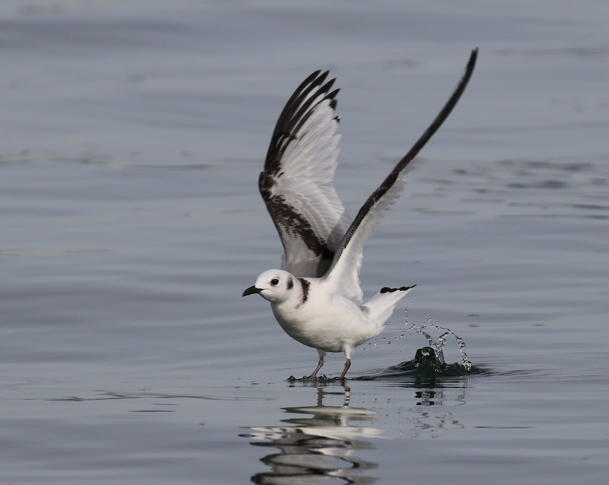 Mouette tridactyle - ML136257081