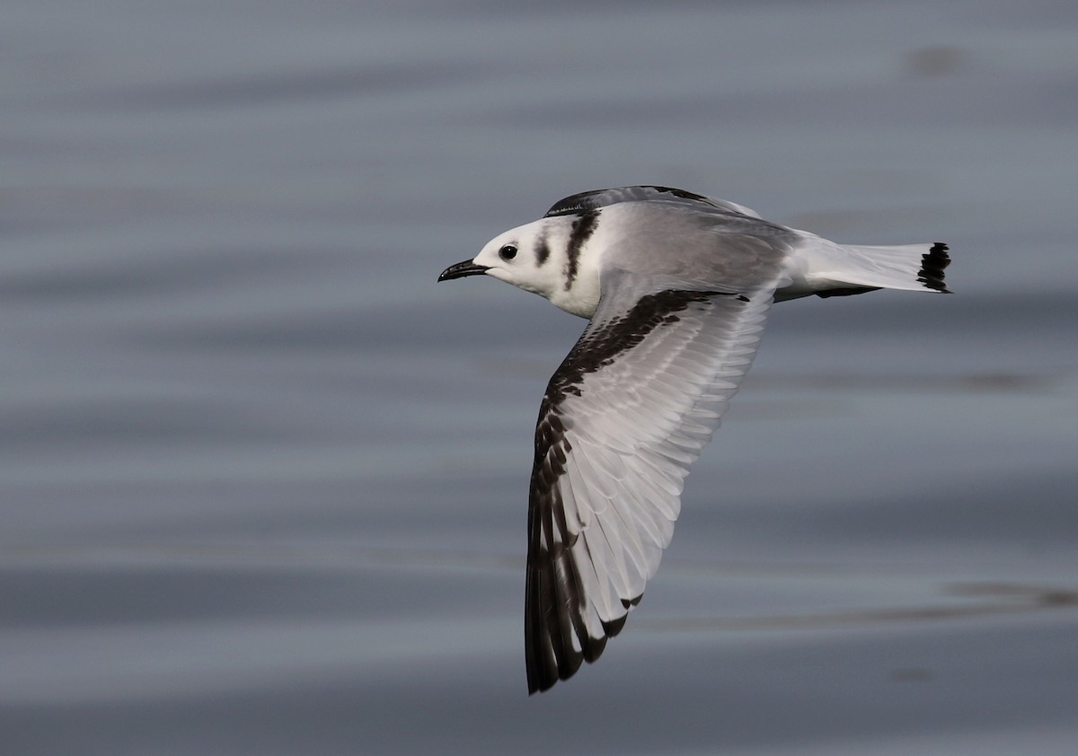 Black-legged Kittiwake - Matthew Grube