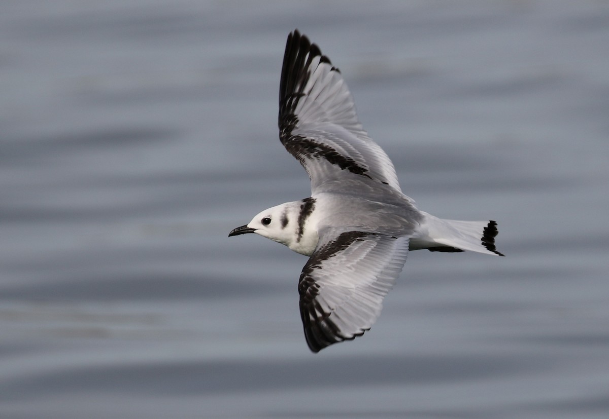 Mouette tridactyle - ML136257521