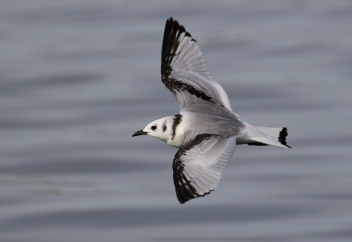 Black-legged Kittiwake - ML136257521